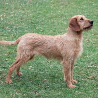 Photo de Brachet de Styrie à poil dur