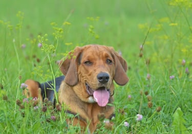 Photo : chien de race Brachet Polonais sur Woopets