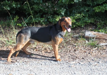 Photo : chien de race Brachet Tyrolien sur Woopets