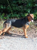 Photo : chien de race Brachet Tyrolien sur Woopets