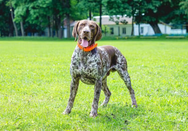 Photo : chien de race Braque allemand à poil court sur Woopets