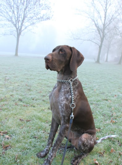 Photo : chien de race Braque allemand à poil court sur Woopets