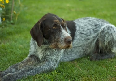 Photo : chien de race Braque allemand à poil dur sur Woopets