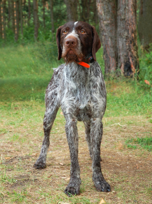 Photo : chien de race Braque allemand à poil dur sur Woopets