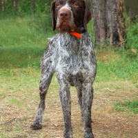 Photo de Braque allemand à poil dur