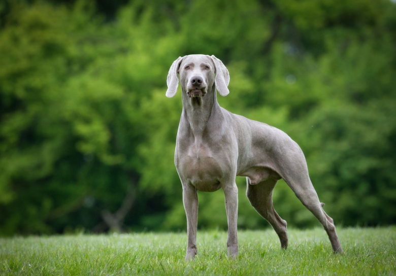 Pawtounes - Chats - Chatons - Animaux - Mignons - Marrants : Top 10 des races de chiens qui mordent le plus en France