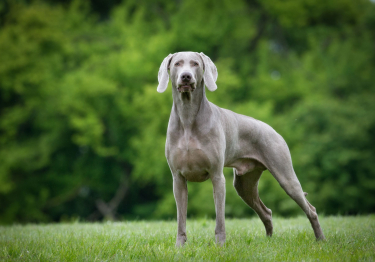 Photo : chien de race Braque de Weimar sur Woopets