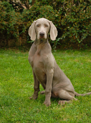 Photo : chien de race Braque de Weimar sur Woopets