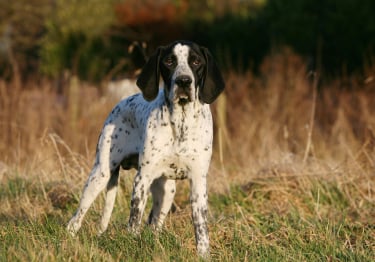 Photo : chien de race Braque d'Auvergne sur Woopets