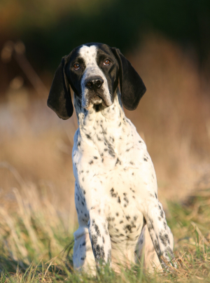 Photo : chien de race Braque d'Auvergne sur Woopets