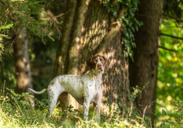 Photo : chien de race Braque Français sur Woopets