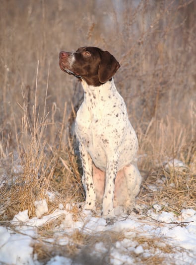 Photo : chien de race Braque Français sur Woopets