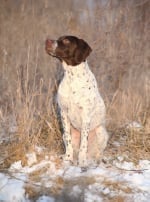 Photo : chien de race Braque Français sur Woopets