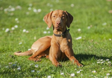 Photo : chien de race Braque Hongrois à poil court sur Woopets