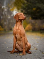 Photo : chien de race Braque Hongrois à poil court sur Woopets