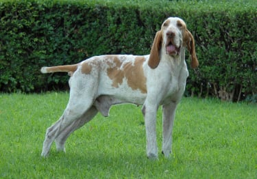 Photo : chien de race Braque Italien sur Woopets