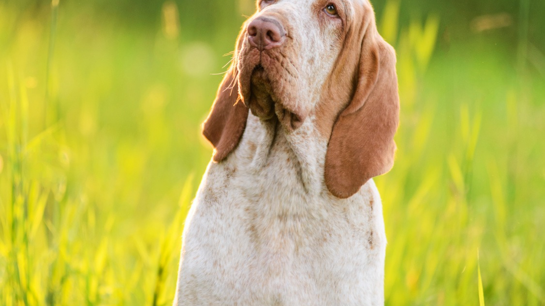 Braque Italien Caractere Sante Alimentation Prix Et Entretien