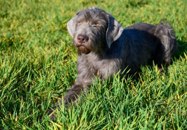 Photo : chien de race Braque Slovaque à poil dur sur Woopets