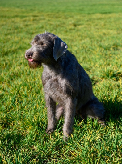 Photo : chien de race Braque Slovaque à poil dur sur Woopets