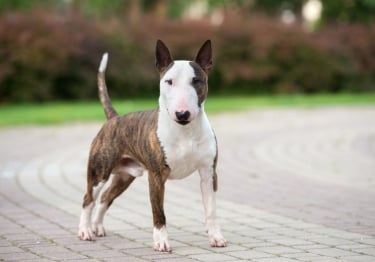 Photo : chien de race Bull Terrier sur Woopets