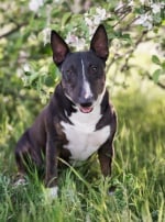 Photo : chien de race Bull Terrier sur Woopets