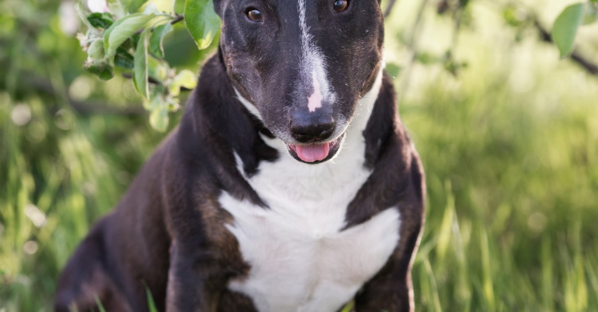 Bull Terrier Caractere Sante Alimentation Prix Et Entretien Bull Terrier Caractere Sante Alimentation Prix Et Entretien