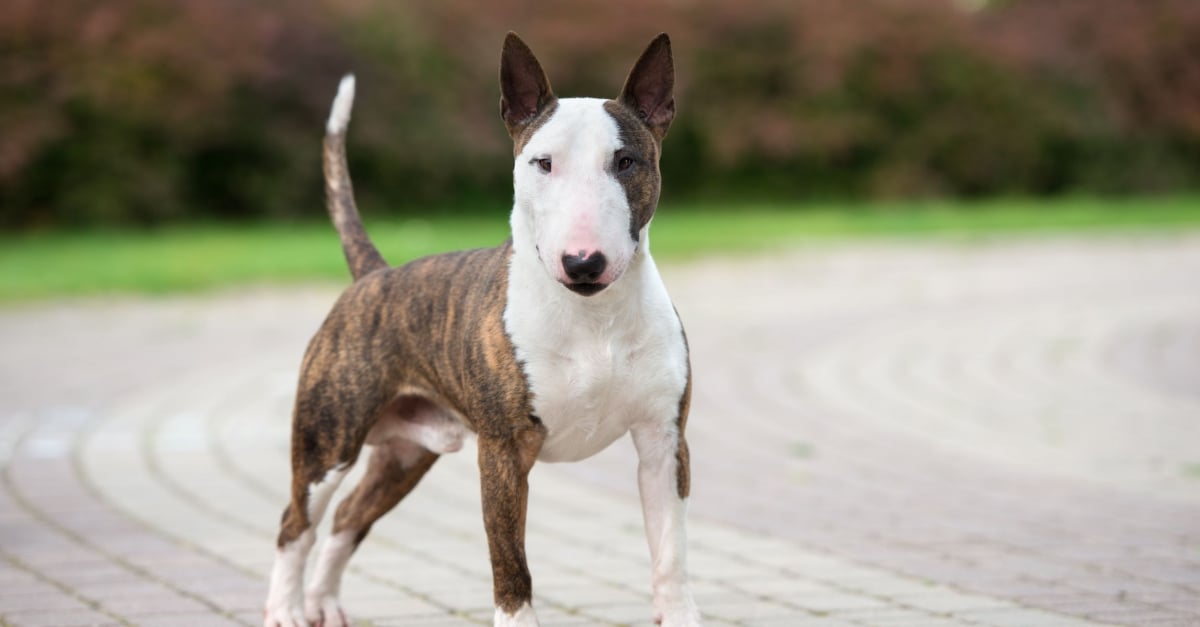 Bull Terrier Caractere Sante Alimentation Prix Et Entretien