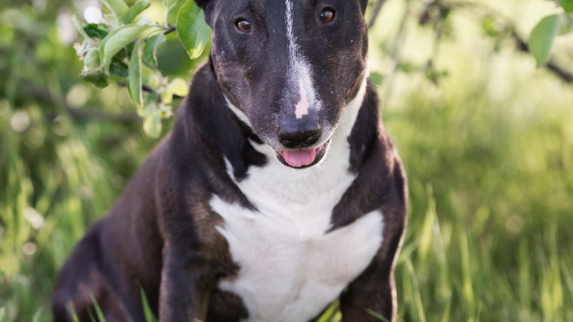 Bull Terrier Caractere Sante Alimentation Prix Et Entretien