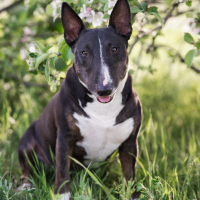 Photo de Bull Terrier