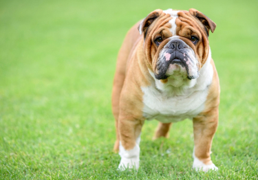 Photo : chien de race Bulldog Anglais sur Woopets