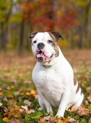 Photo : chien de race Bulldog Anglais sur Woopets