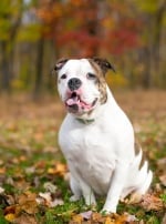 Photo : chien de race Bulldog Anglais sur Woopets