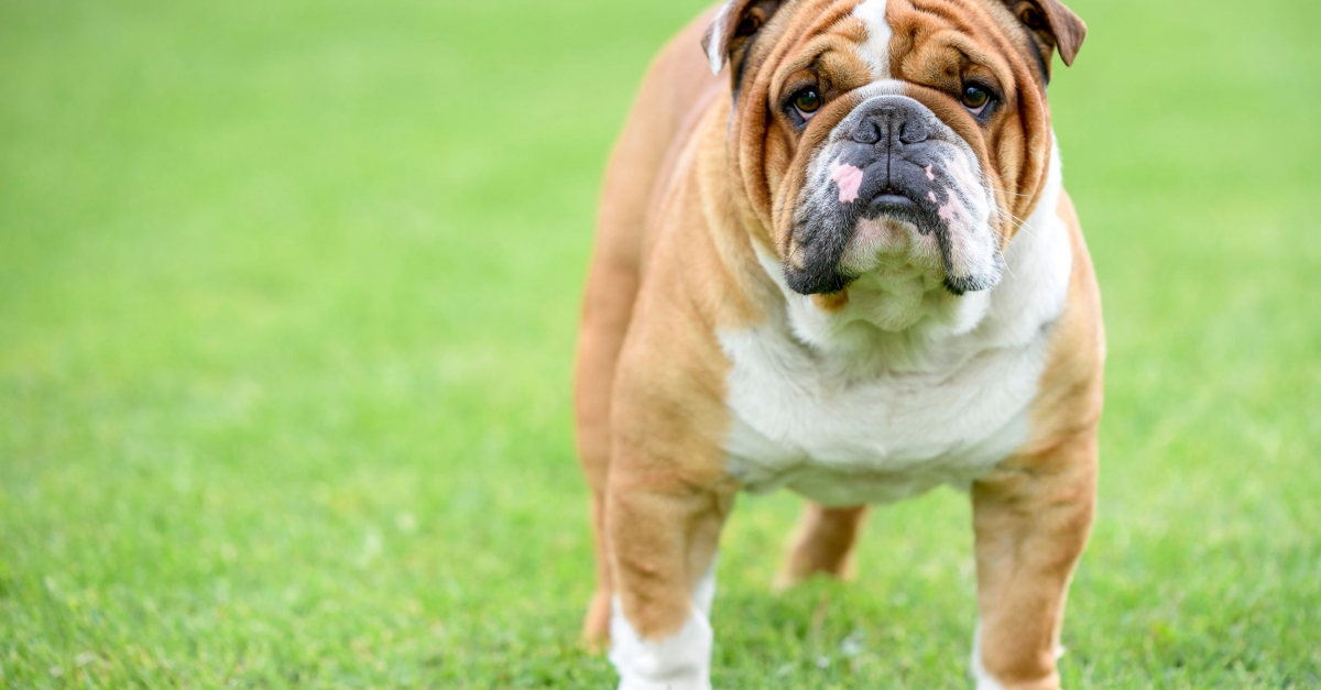 Le bulldog anglais souffre de la gueule faisant son succès