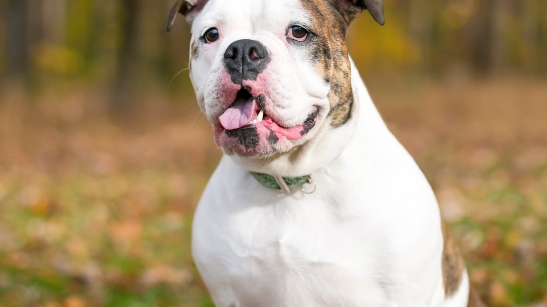 Bouledogue Anglais Noir Et Blanc ELEVAGE BOULEDOGUE FRANCAIS | LOR