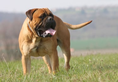 Photo : chien de race Bullmastiff sur Woopets