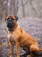 Photo : chien de race Bullmastiff sur Woopets