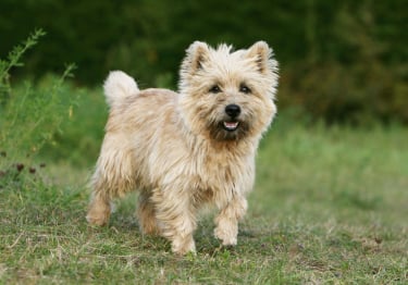 Photo : chien de race Cairn Terrier sur Woopets