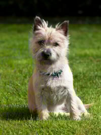 Illustration de la race "Cairn Terrier"