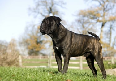 Photo : chien de race Cane Corso sur Woopets