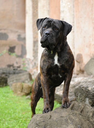 Cane Corso Caractère Santé Alimentation Prix Et Entretien