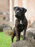 Photo : chien de race Cane Corso sur Woopets