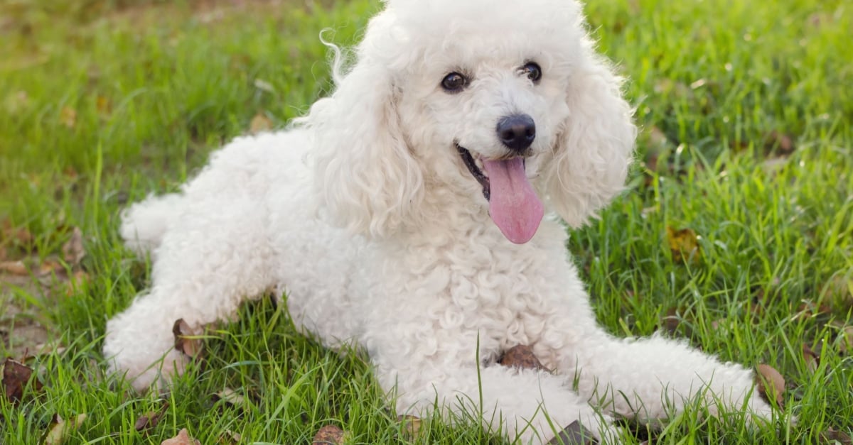 Caniche Caractere Sante Alimentation Prix Et Entretien