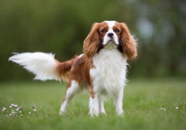 Photo : chien de race Cavalier King Charles Spaniel sur Woopets