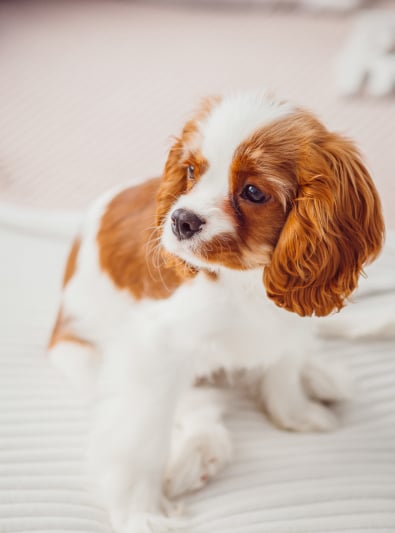 Cavalier King Charles Spaniel Caractère Santé