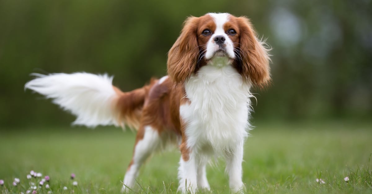 Cavalier King Charles Spaniel Caractere Sante Alimentation Prix Et Entretien