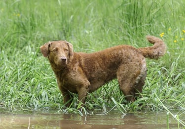 Photo : chien de race Chesapeake Bay Retriever sur Woopets