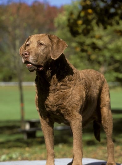 Photo : chien de race Chesapeake Bay Retriever sur Woopets