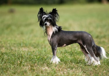 Photo : chien de race Chien chinois à crête sur Woopets