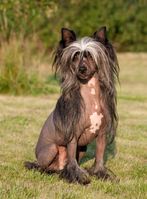 Photo : chien de race Chien chinois à crête sur Woopets