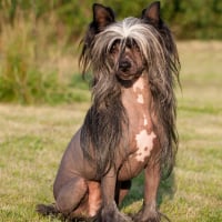 Photo de Chien chinois à crête